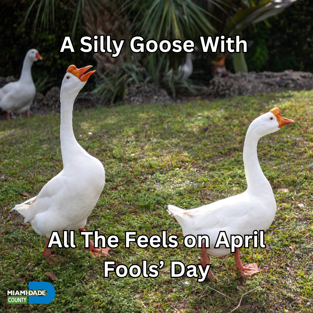 April Fools' Day checklist: 1. Be as silly as a goose. 2. Spread joy and laughter. 3. Have an unforgettable day in #OurCounty! #AprilFools