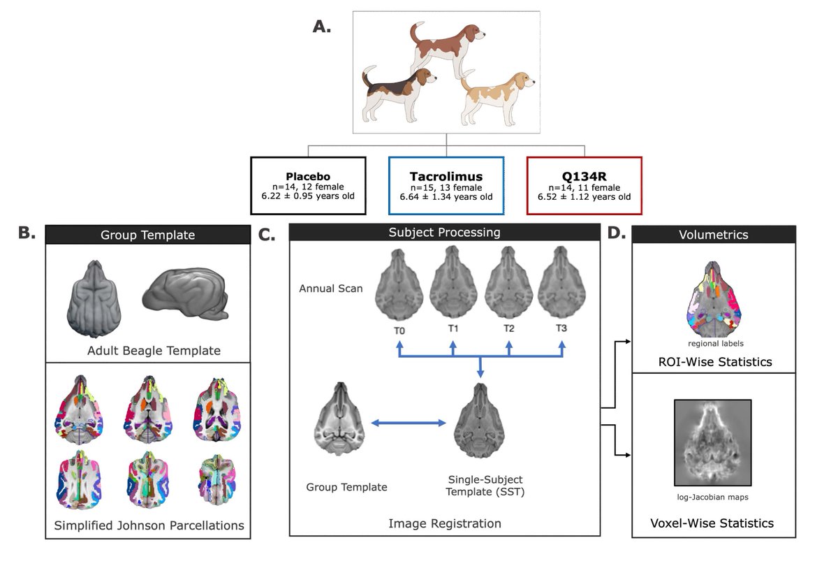New in #JNeurosci: aging dogs experience neuron death & brain atrophy, which underlie memory & thinking issues. @jessnoche @ElzHead @NorrisLab_SBCoA et al. show that social & cognitive enrichment may improve these outcomes. Jneurosci.org/lookup/DOI/10.…