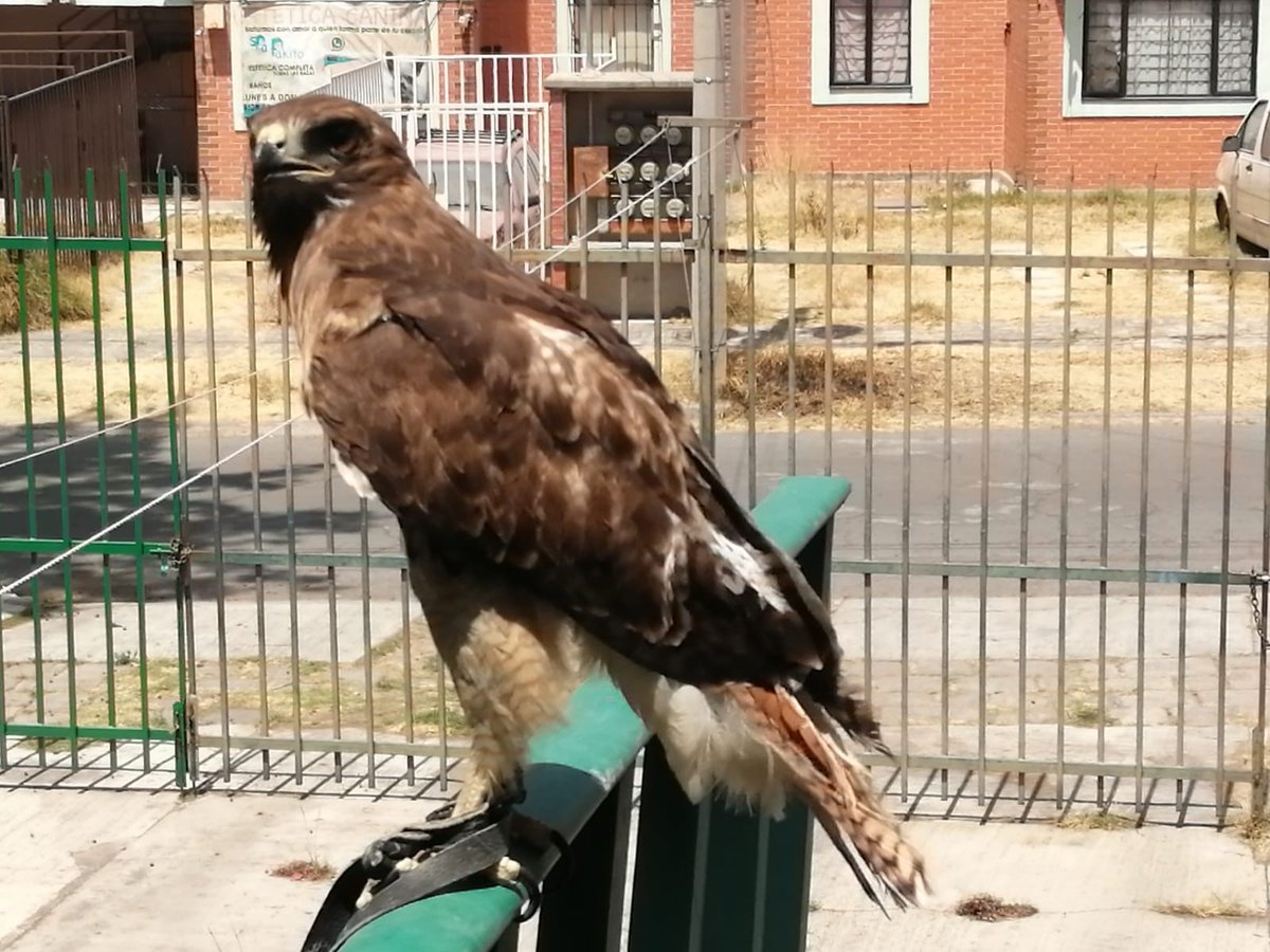 PROFEPA_Mx's tweet photo. #ProfepaInforma | Aseguran aguililla que estaba atada a barandal en Puebla
La #ProfepaEnPuebla aseguró una aguililla cola roja (Buteo jamaicencis) que se encontraba atada de ambas patas a un barandal en la colonia Bosques de San Sebastián🦅🪶 https://t.co/QHB6TN6EPB