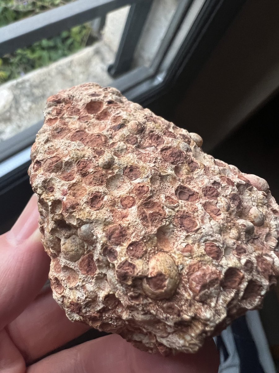 I don’t suppose anyone knows what this rock might be? Found in the Alpilles region of Provence.