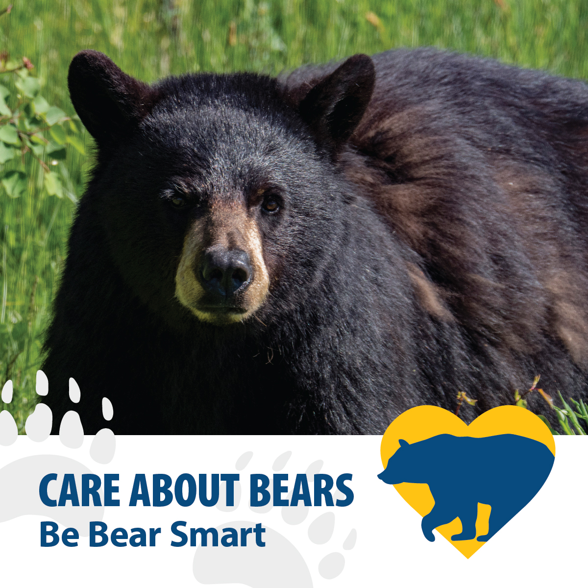 Spring is here and that means bears are coming out of hibernation, and they're hungry. Do your part to manage bear attractants: keep solid waste carts secure and inaccessible to wildlife. Remember, a fed bear is a dead bear. Learn more at Kamloops.ca/BearSmart.