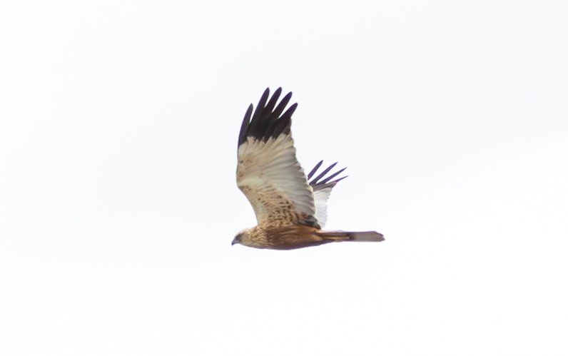 Alpha male Marsh Harrier looking superb this morning @Lincsbirding @LWTWildNews