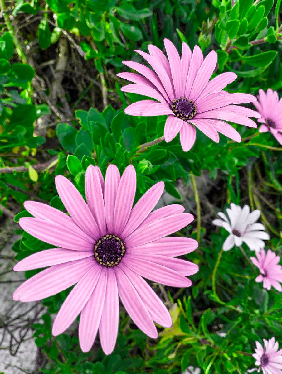 (والذين آمنوا أشد حبا لله)
اللهم ارزقنا حبك وحب من يحبك
وحب كل عمل يقرينا إلى حبك يااارب العالمين 🤲
#رمضان21_دعاء_العشر_الاواخر #رمضان #رمضان_يجمعنا