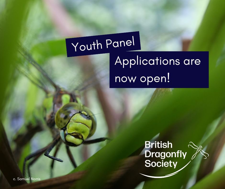 I’ve been helping @BDSdragonflies set up their own youth panel.  If you're aged 16-24 and fascinated by insects, this is the perfect opportunity to have your say and get stuck into some fantastic conservation work. 
Apply now 👉 tinyurl.com/5t4vsf8k
Please share #BDSYouthPanel