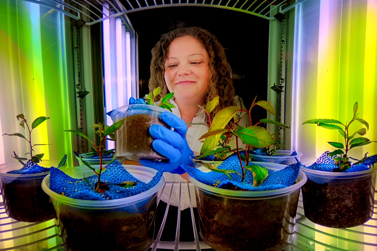 ORNLBio_Env's tweet image. .@ORNL ecologist Alyssa Carrell is studying how #plant-#microbe relationships can build resilience in natural #ecosystems vulnerable to #climatechange. ornl.gov/news/alyssa-ca…