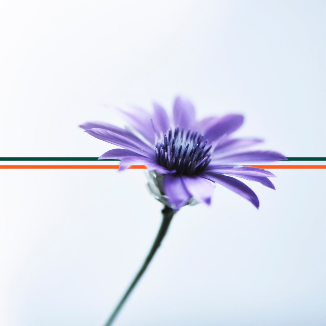 En-Turf by Earth Microbial tweet media