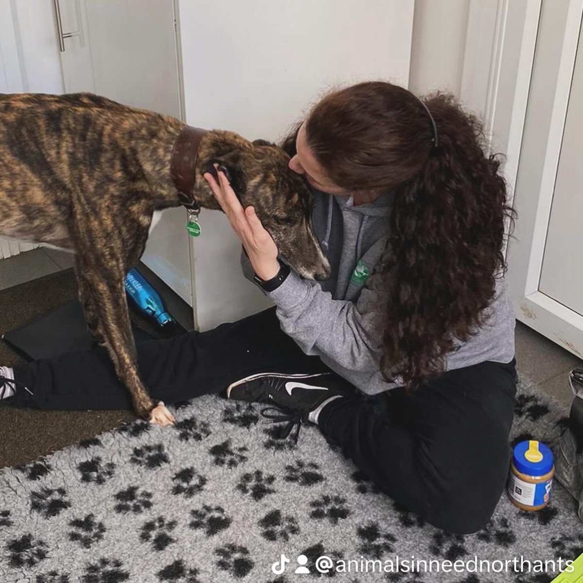 Viv from Northants Canine Massage Clinic had the pleasure of treating Dakota today - he is a retired racing greyhound looking for a new home to rest his paws. She fell in love with him immediately he’s such a sweetheart ❤️ #adoptdontshop #greyhoundsuk #rescuedog #greyhound