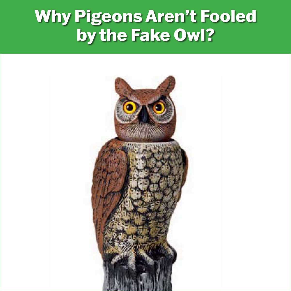 Visual harassments can be effective in the short term, but birds acclimate to effigies. Unfortunately, while they may provide some temporary relief, effigies like a plastic owl have little or no long-term effect on a pigeon’s behavior. #pigeons, #birdcontrol #pestmanagement