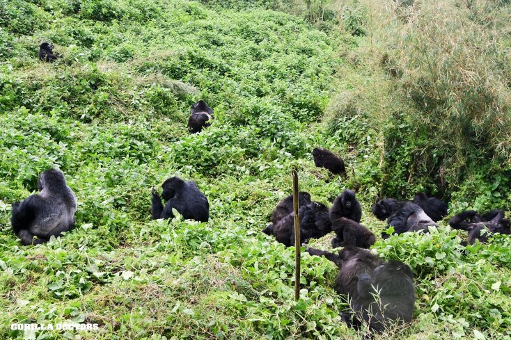 Late last week Dr. Adrien conducted a health check of Igisha group in Volcanoes National Park, Rwanda. He observed 34 of the 35 mountain gorillas in the group in good visual health. So many gorillas (yay!) Happy Monday! #gorilladoctors #savingaspecies