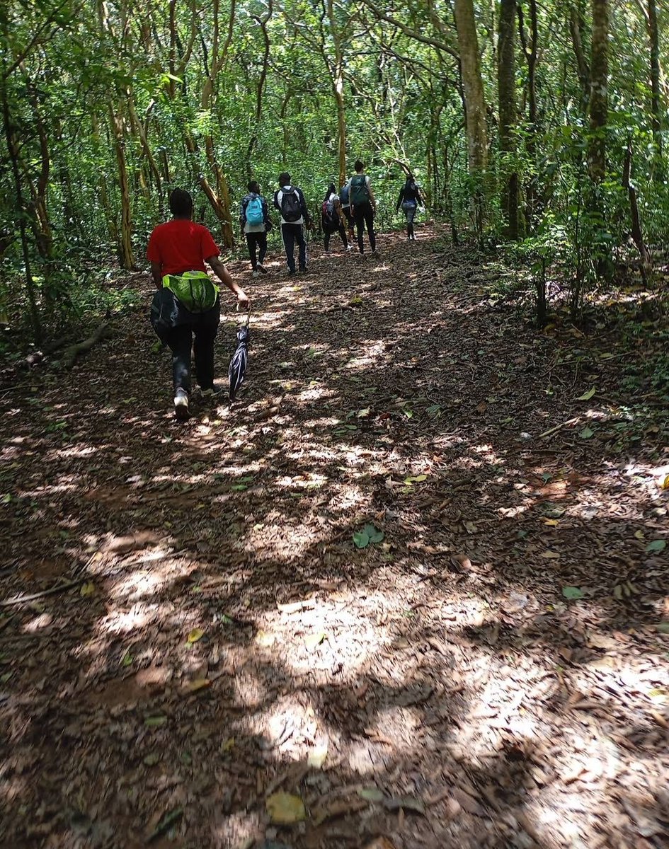 IngoAdventures's tweet photo. KAKAMEGA FOREST NATIONAL RESERVE
#IngoAdventures #TwendeWestern #nature #enjoy https://t.co/tFGMYeBO7M