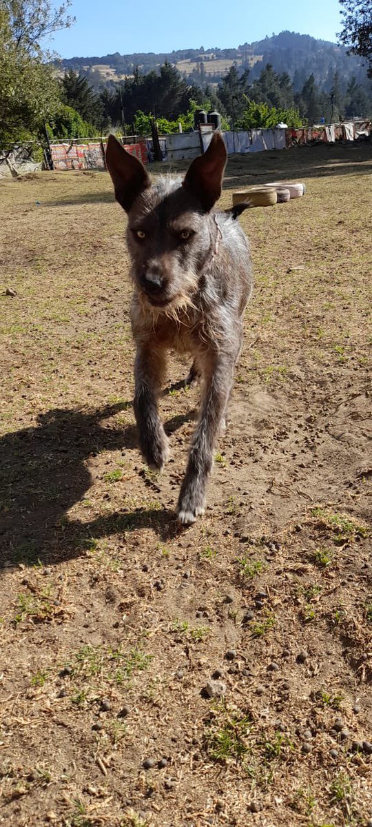 Estamos sudando frío!!!
Tenemos hasta las 5 de la tarde para pagar y nos acepten la prórroga.
Quienes han venido al refugio saben que en su mayoría tenemos perritos grandes y que muchos no se llevan bien entre ellos, por eso salen separados, sin mencionar que los animales de