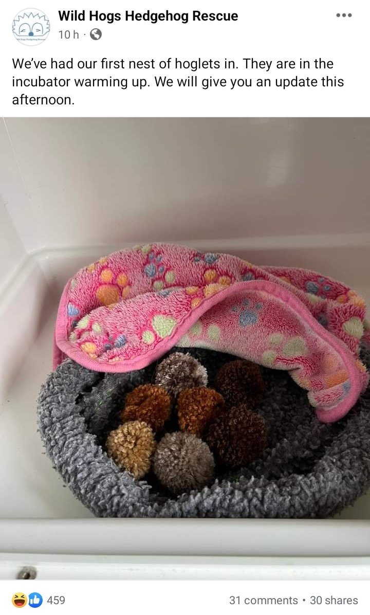 #wildhogs #hedgehogrescue an ENORMOUS THANK YOU for posting this earlier today. It made me so freaking happy. I need more fluffy bobbles brought to me for #BatCare