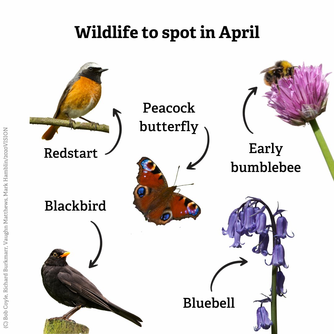 Embrace our wild world this April 🐝 These are just some of the species you might spot by exploring your local nature reserve 👉 wildlifetrusts.org/nature-reserves