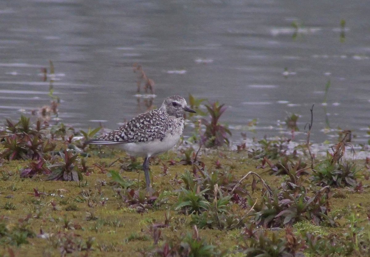 A couple of shots of this morning's Grey Plover before it flew off west.