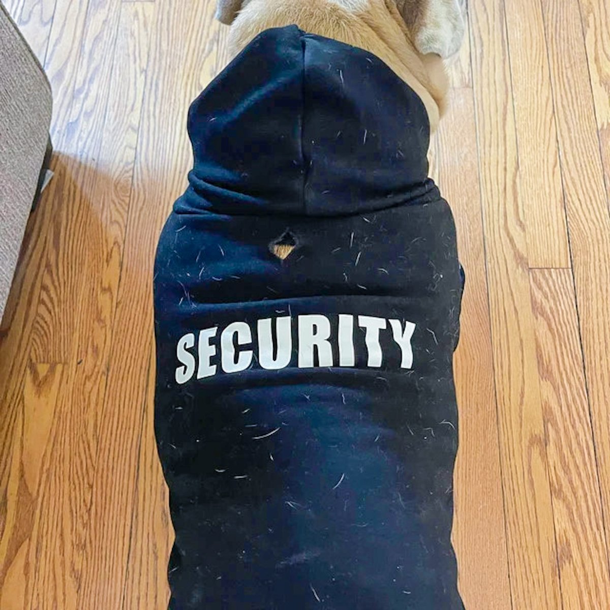 lovelightpaws's tweet image. It's not dog hair, it's ✨glitter✨

#securitydog #dogsweater