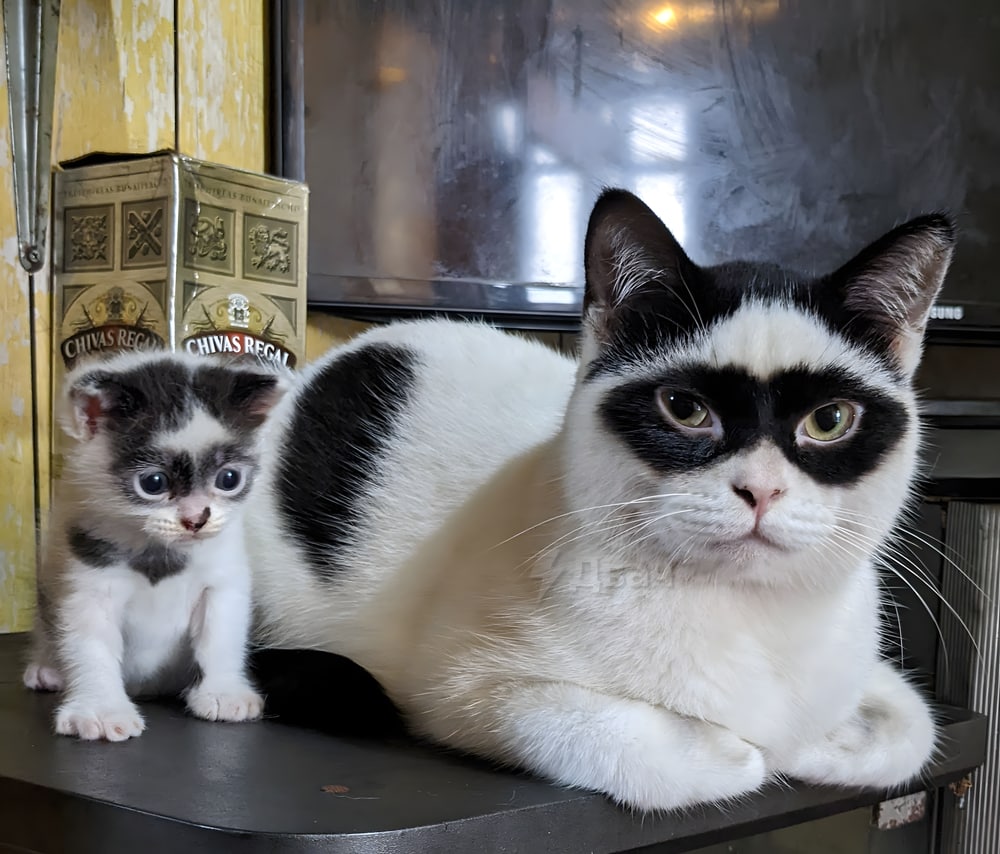 Cat Zorro from Indonesia was born with a «mask», and later his kitty-son was born with the same uniqueness. Is it a miracle of nature, or cats are real superheroes in their souls? 

🐈