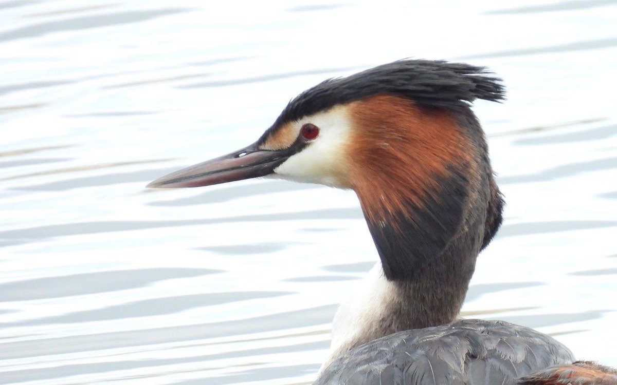 Nice to see Great-crested Grebe up close today. Sailing lake, such impressive birds. #uptonwarren. @WorcsWT @WorcMalvRSPB @BTO_Worcs