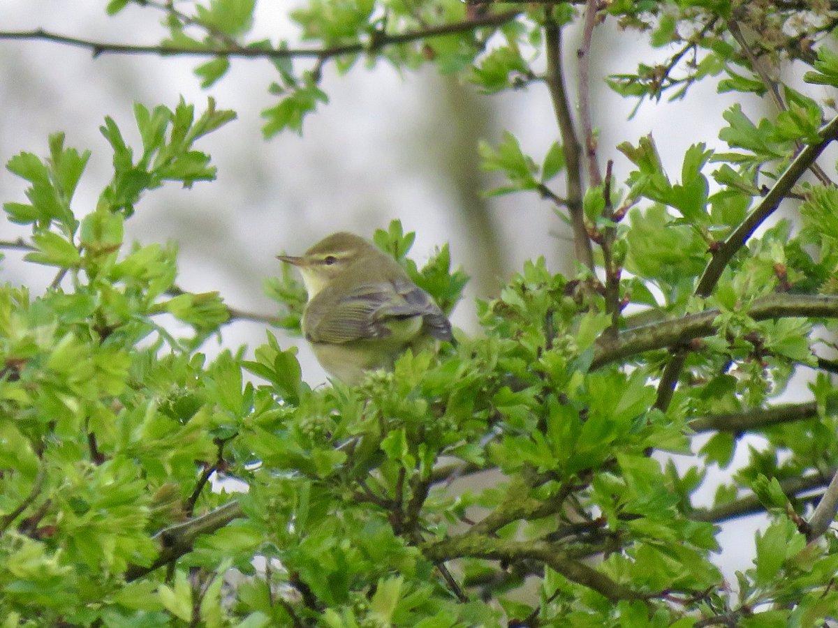 Some highlights from Stanborough GPs today - Black-tailed Godwit, Oystercatcher, White Wagtail & and the first Willow Warbler of the year. @Hertsbirds #Hertsbirds