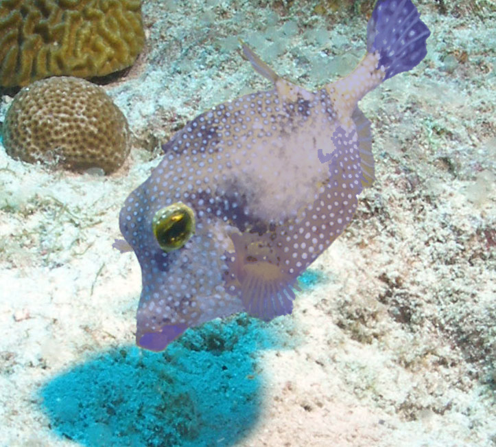 FGBNMS's tweet photo. It seems that Easter fever has spread to the reef. When it strikes, this new disease alters the colors of reef fish, making them look like pastel-hued #EasterEggs bobbing about the reef. What next? Rabbit ears?!
๐ฐ
๐ฐ
๐ฐ
๐ฐ
๐ฐ
#AprilFools #Trunkfish https://t.co/QwmByvWHKS