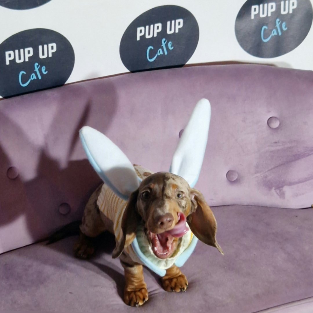 Wendy Murphy (@wendymurphymufc) on Twitter photo Oreo & Twix had a fantastic time at the <a href="/PupUpCafe/">Pup Up Cafe π</a> on Easter day ,pupachinos and meeting new friends πΆπΆ
#Easter #pupupcafe #meetup #daschunds Oreo & Twix had a fantastic time at the <a href="/PupUpCafe/">Pup Up Cafe π</a> on Easter day ,pupachinos and meeting new friends πΆπΆ
#Easter #pupupcafe #meetup #daschunds
