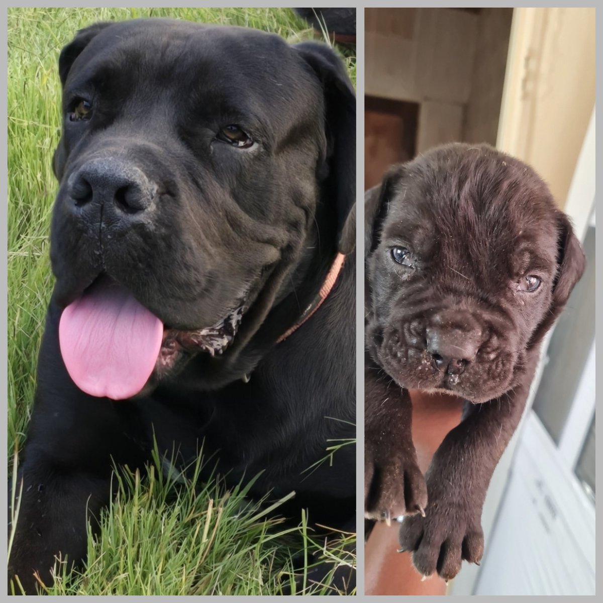 Exactly 1 year ago, my Puppy looked like this, and today, it still behaves like a puppy.