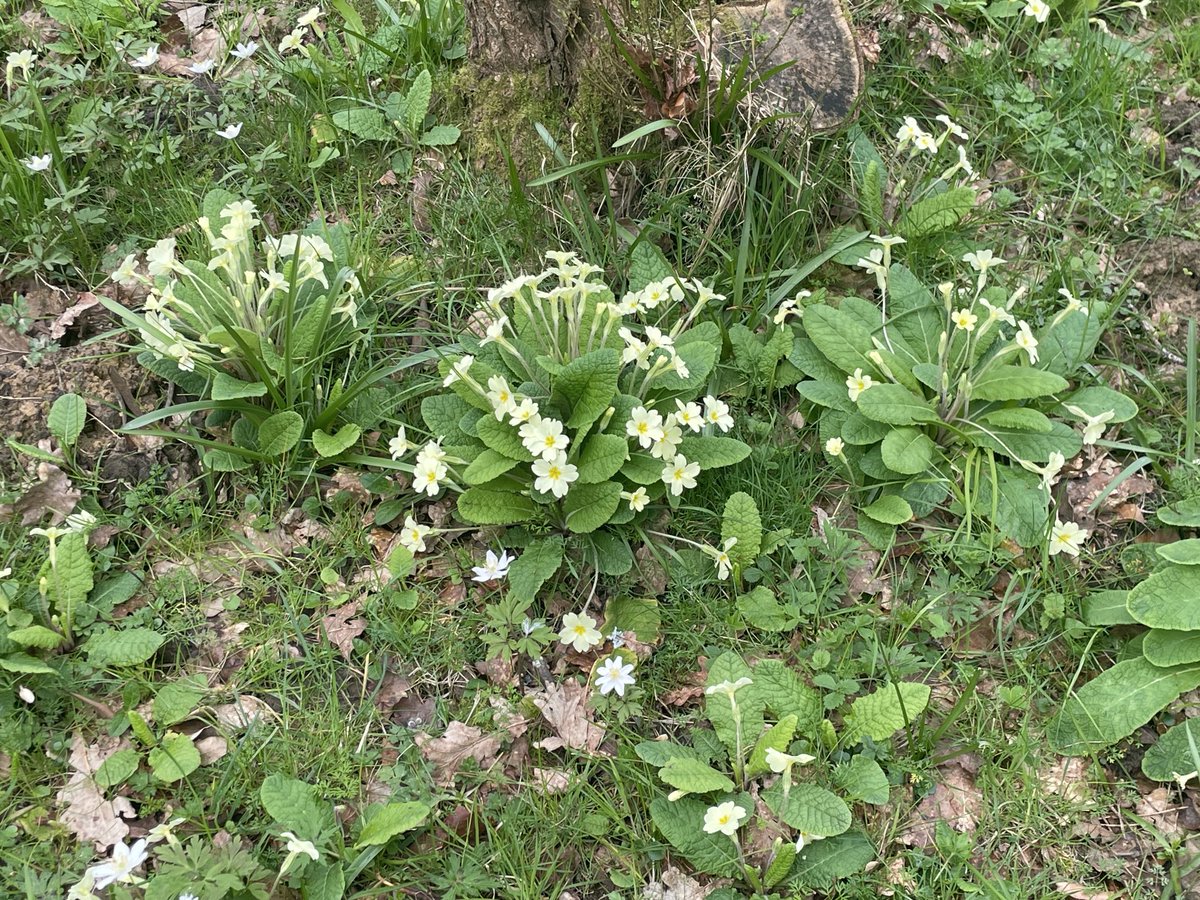 Caroline Cornish (@carolinecornis1) on Twitter photo Blown away by combination of C18 landscaping & C20 exotic plant introductions <a href="/sheffieldparkNT/">Sheffield Park and Garden, National Trust</a> Blown away by combination of C18 landscaping & C20 exotic plant introductions <a href="/sheffieldparkNT/">Sheffield Park and Garden, National Trust</a>
