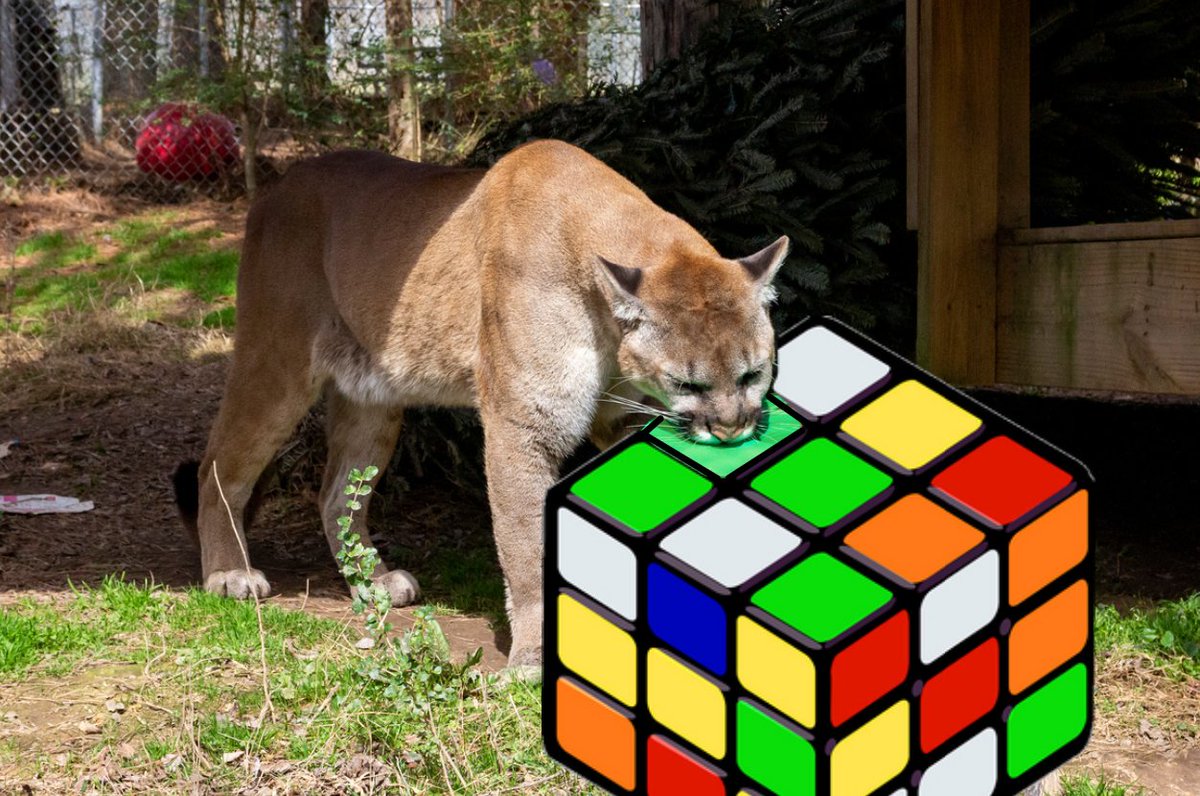 We're thrilled to share that Beau Cougar continues to astound us with his advanced learning abilities! While Beau has excelled in many endeavors, we're intrigued by his ongoing journey with a Rubik's Cube. Beau's problem-solving skills shine brightly as he tackles this challenge!