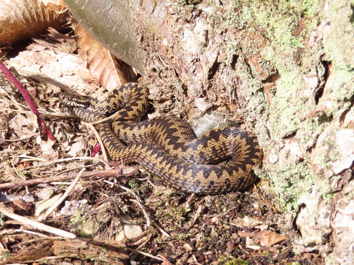 Think I shall name a footpath at Mereworth Woods, 'Adder ally', until the coppice regrowth gets too high anyway. Not far from the one spotted last year. #snakes #reptile @froglifers @KentRAG @KentWildlife