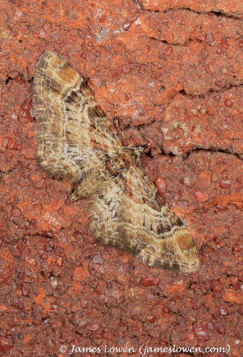 The Daily Moth 1,072. Double-striped Pug is not usually a moth to which I pay much attention. A run of them in early spring has changed that, because they were as fresh as a daisy – and utterly gorgeous. It got me thinking: what is our most underrated moth? #MuchAdoAboutMothing