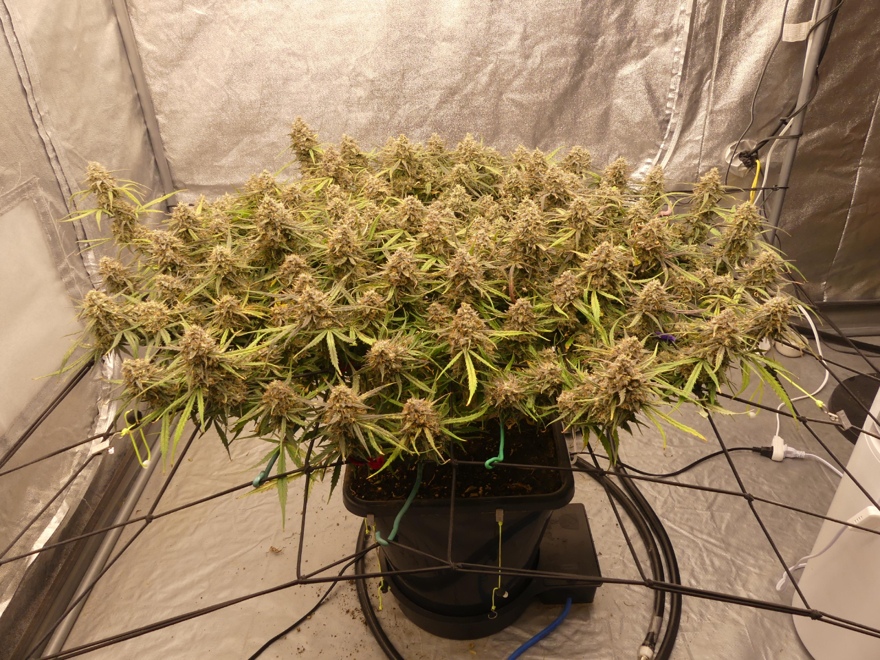 ✱パセリとズッキーニ✱ Seedsman on X: 
