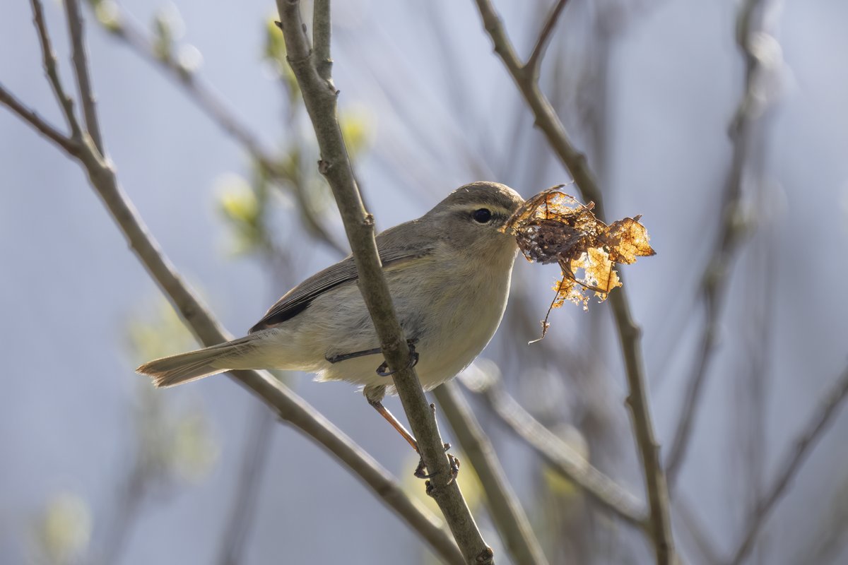 Chiffchaff, RSPB Burton Mere @natures_voice #birdphotography #BirdsOfTwitter #birdwatching #BBCWildlifePOTD #NaturePhotography #wildlifephotography #wildlife #TwitterNatureCommunity #BirdTwitter #BirdsOfTwitter #ThePhotoHour #TwitterNaturePhotography #chiffchaff #rspb