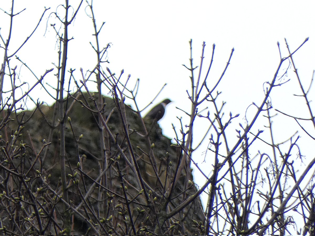 Nice selection grounded at castle hill by the nights weather; migrant totals with <a href="/sarahlikesbats/">Sarah H</a> inc 2 woodcock, 3 blackcap, 9 goldcrest, 2 ring ouzel, a fieldfare, 2 redwing, a black redstart, stonechat, 6 siskin. The 1st ring-necked parakeet for the headland later flew south