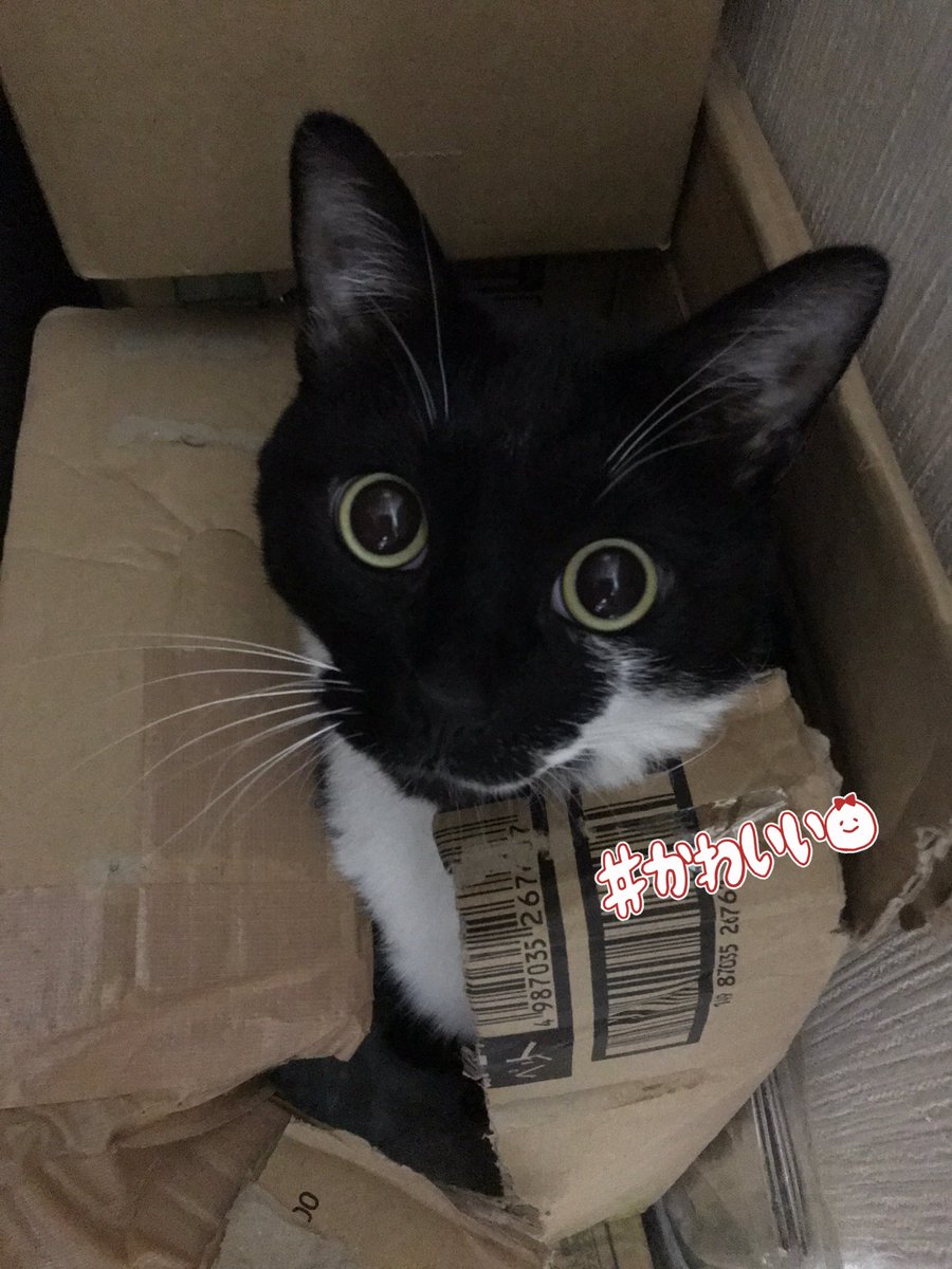 ( ๑´•ω•)۶”りちゃりちゃこ🇺🇸🇯🇵🎶 tweet media