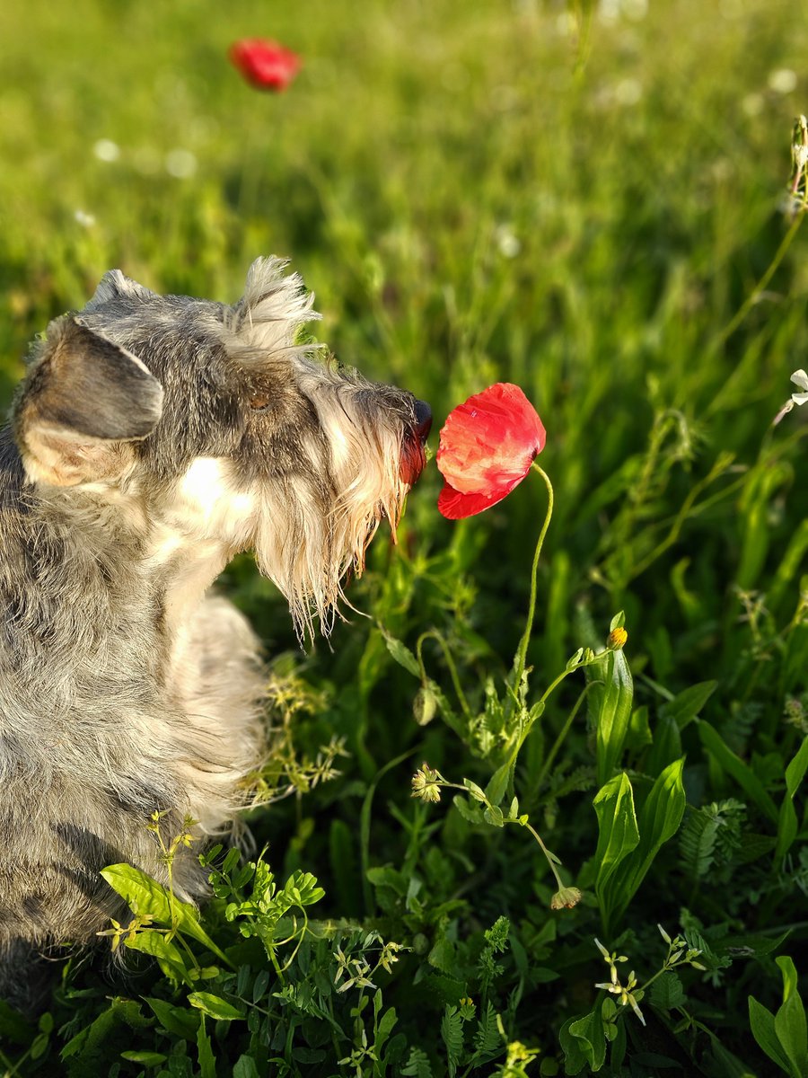 Who else likes to smell the flowers?☺️ Ps: I did not pee on this one🙂 #SchnauzerGang #FLOWER #nature