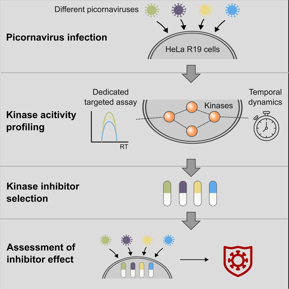 Riley Research Group (@riley_research) on Twitter photo Our postdoc <a href="/VethTim/">TVeth</a> has a new publication out from his graduate work with @hecklab et al. look at kinome activity remodeling upon viral infection. Super cool! Congrats, Tim!
sciencedirect.com/science/articl… Our postdoc <a href="/VethTim/">TVeth</a> has a new publication out from his graduate work with @hecklab et al. look at kinome activity remodeling upon viral infection. Super cool! Congrats, Tim!
sciencedirect.com/science/articl…