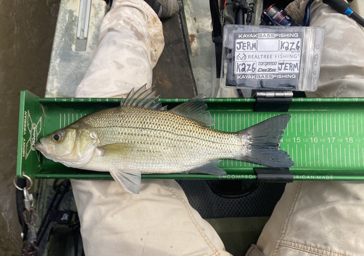 miacalva's tweet image. I love this time of year. The recent high water brought them in and now the White Bass are swarming. Maybe in the coming years I’ll organize a White Bass tournament for us kayak freaks. In the meantime, get out and get some!

#whitebass #jacksonkayakfishing #KetchBoard #woot