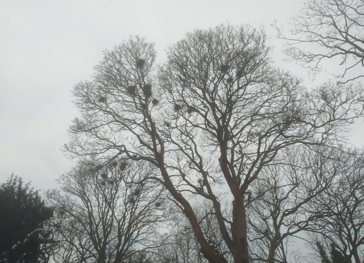 Herts Rooks part 2: over 1700 nests from 100 rookeries recorded so far in 2024. You can submit to the Bird Club website and now also see them and add your records on a Google Sheet I have created: docs.google.com/spreadsheets/d… #hertsbirds