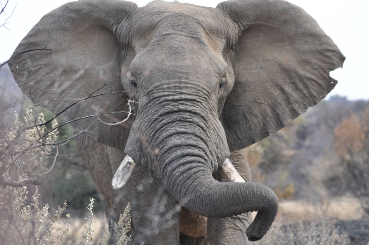 Big news for African elephant conservation! 🐘 @USFWS issues changes under the Endangered Species Act (ESA) to better conserve this threatened species: ow.ly/q9YU50R5XyR Photo of an African elephant by Cyndi Perry/USFWS
