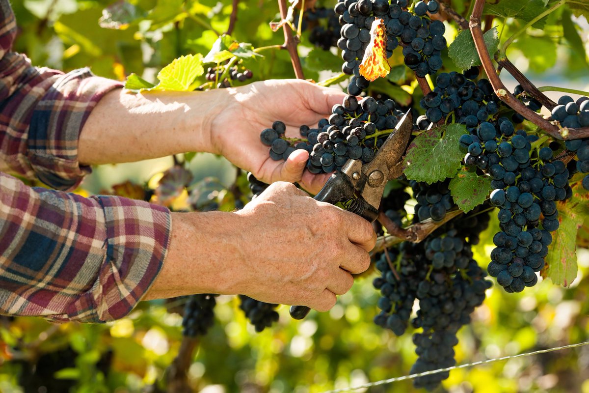 WineNewsIt's tweet image. #Manodopera e #prezzi delle #uve sono le maggiori preoccupazioni delle #cantine negli #Usa. #Indagine #WineBusinessMonthly, in crescita anche i timori per il #cambiamento della #domanda dei #consumatori, passati dal 5% al 28%, winenews.it/it/manodopera-…