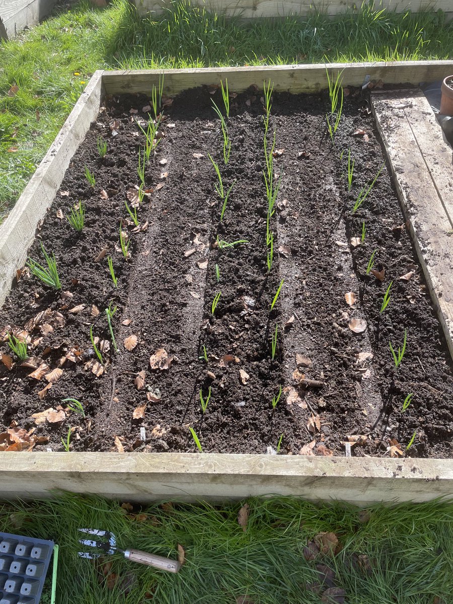 Shallots, onions, carrots all in the ground. First earlies in. Lettuce under cloches. Productive Bank Holiday.