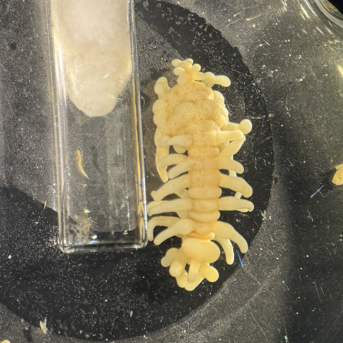 Some of the weirdest parasitic copepods are in the genus Philichthys. They live inside the skull bones of fish. They are so weird that we don’t know what most of their body parts are. The female (right) is 2cm long and has processes growing out of her body. Male in vial on left