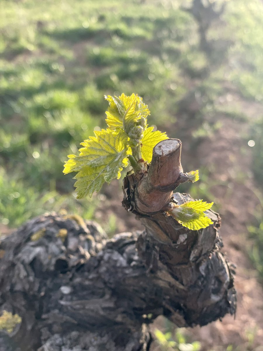 Primera tarda d’abril 🌱Quan la vida obre pas a un nou cicle 💫 #gandesa #terraalta #organicfarming #organicwine #garnatxablanca #vicatalà