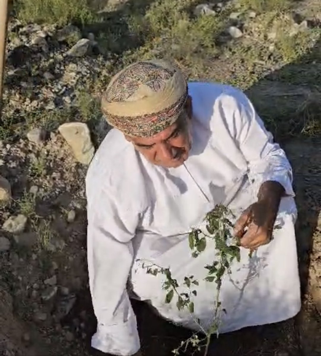 alriyami4101's tweet photo. عندما #تتكلم_الصورة(٢٨٨).

أبو المجد عبدالله الشيدي-جزاه الله الخير- وثق لحظات جميلة من مبادرة هؤلاء الأبطال، الذين جاءوا من أماكن عديدة من #عمان 🇴🇲 إلى #بلدة_شيدة من #ولاية_صحم، تحت شعار: شيدة في القلب. لزراعة السدر، دعما للبيئة الخضراء.

اللهم وفقهم للخير وتقبل عملهم. https://t.co/YWz6zFHjRd