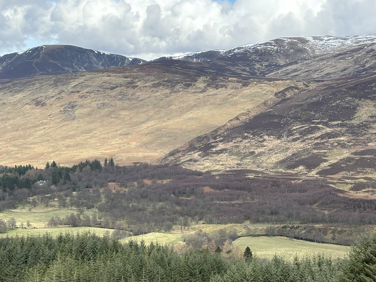 DeeWardRottal's tweet photo. Really good view of some of our birch natural regen (about 50 acres in total in this block) very close to the boundary with my neighbour. You can actually see the boundary line quite clearly. In the @cairngormsnews https://t.co/HYWljaluiy