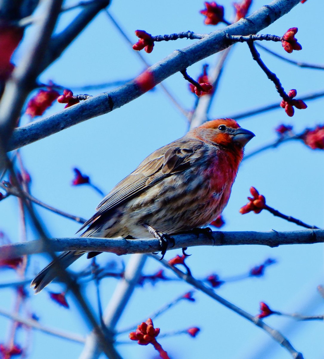 Matching reds. #spring #birds #thelittlethings #April1st #nature