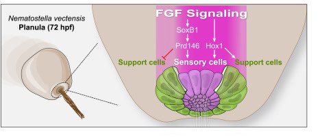 .@Gibson_Lab #research led by Keith Sabin determined cell type composition & gene regulatory networks controlling development in the sea anemone's larval apical sensory organ. FGF patterning gradient regulates the specification of sensory & support cells: bit.ly/3IZ2QBp