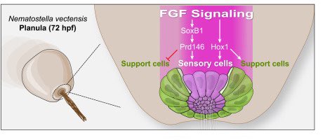 Stowers Institute (@sciencestowers) on Twitter photo .<a href="/Gibson_Lab/">Gibson Lab</a> #research led by Keith Sabin determined cell type composition & gene regulatory networks controlling development in the sea anemone's larval apical sensory organ. FGF patterning gradient regulates the specification of sensory & support cells: bit.ly/3IZ2QBp .<a href="/Gibson_Lab/">Gibson Lab</a> #research led by Keith Sabin determined cell type composition & gene regulatory networks controlling development in the sea anemone's larval apical sensory organ. FGF patterning gradient regulates the specification of sensory & support cells: bit.ly/3IZ2QBp