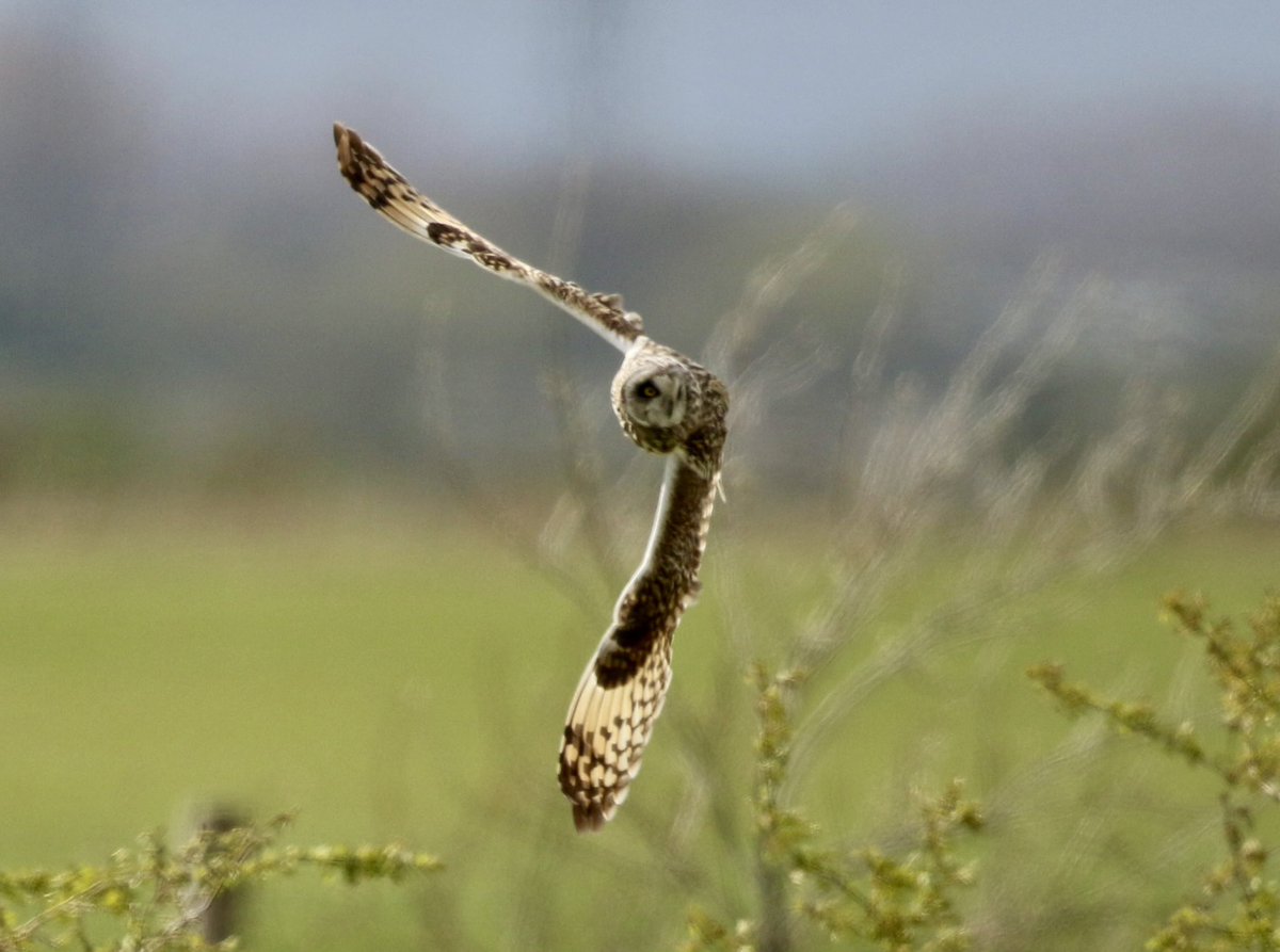 Nature pic for today: a Short-eared Owl in flight, hunting for voles in Kent.