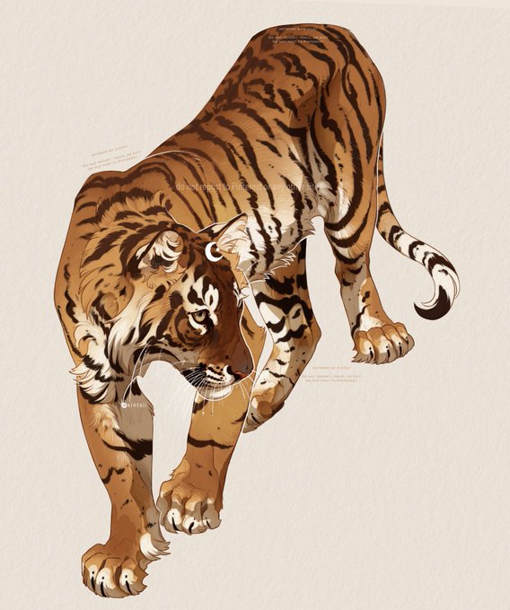 「simple background tiger」 illustration images(Latest)