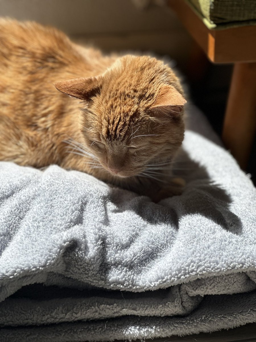 ᥴꪖᦓꫀꪗ 🇺🇸 tweet media